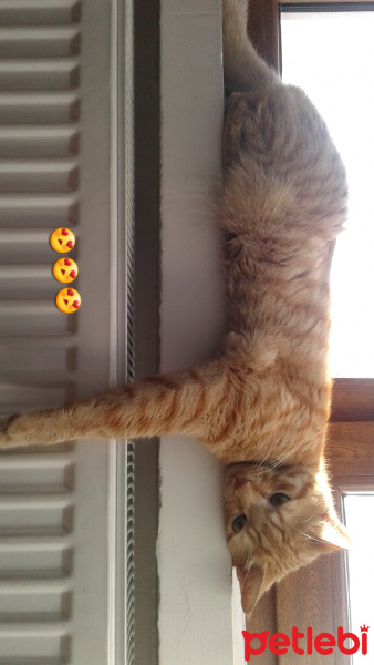Tekir Kedi, Kedi  bal fotoğrafı