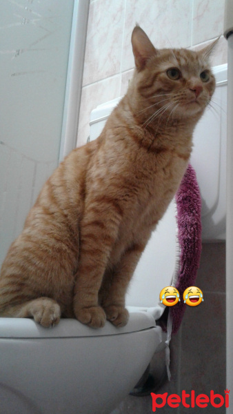 Tekir Kedi, Kedi  bal fotoğrafı