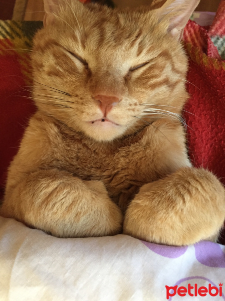 Tekir Kedi, Kedi  bal fotoğrafı