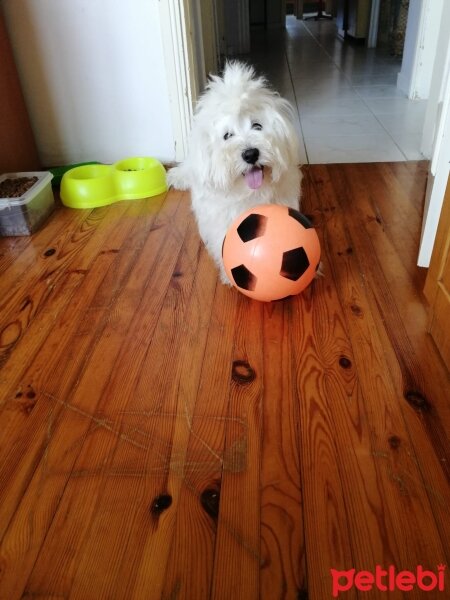 Maltese, Köpek  Minti fotoğrafı