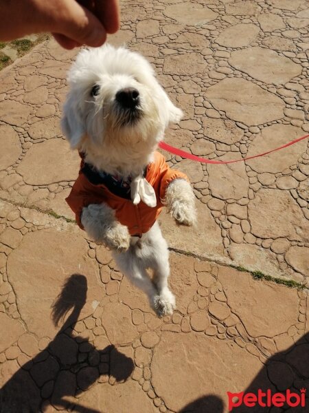 Maltese, Köpek  Minti fotoğrafı