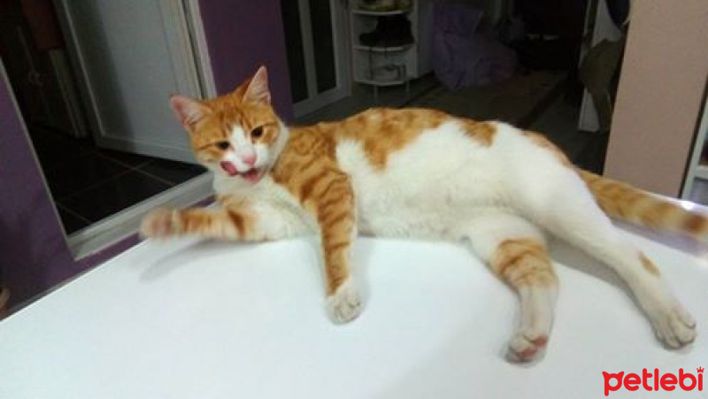 Tekir Kedi, Kedi  Binnaz fotoğrafı