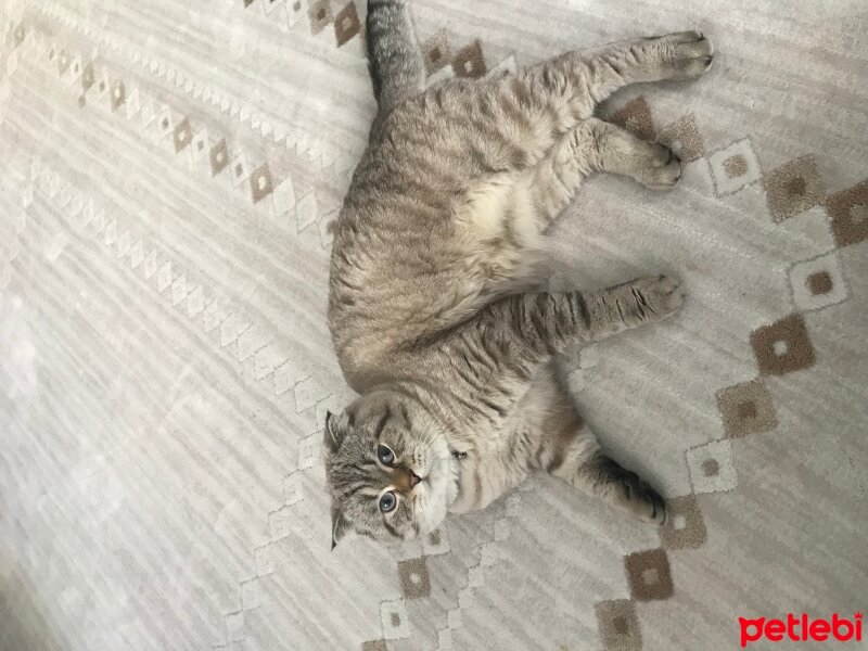 Scottish Fold, Kedi  Masha fotoğrafı