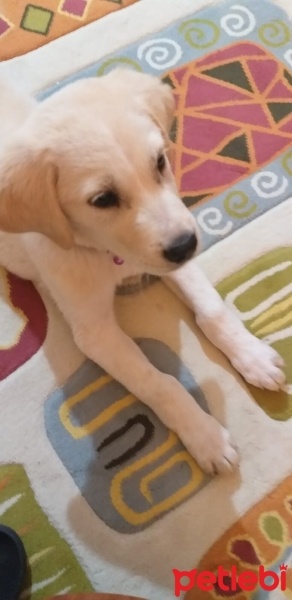 Golden Retriever, Köpek  HODOR fotoğrafı