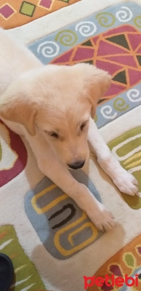 Golden Retriever, Köpek  HODOR fotoğrafı