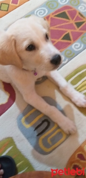 Golden Retriever, Köpek  HODOR fotoğrafı