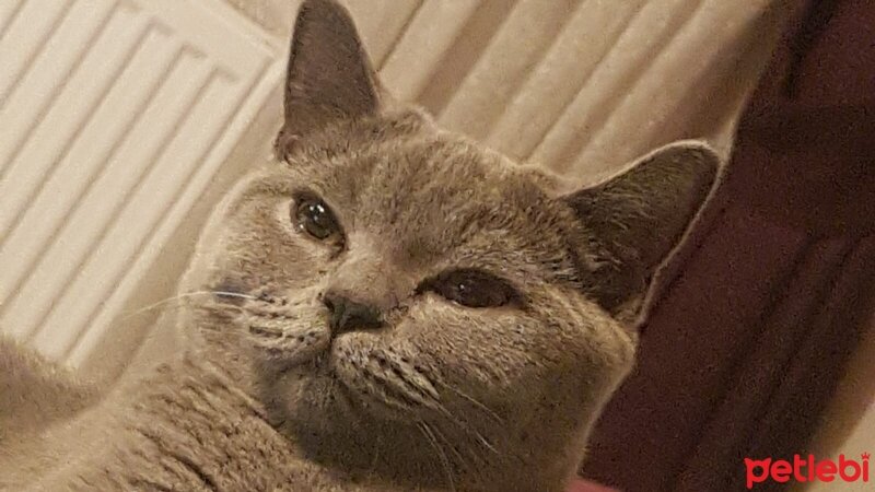 British Shorthair, Kedi  Mia fotoğrafı