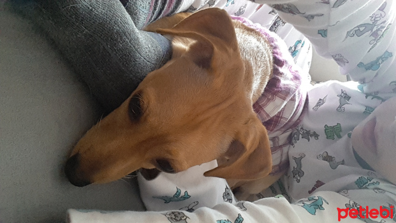 Minyatür Pinscher, Köpek  Coocki fotoğrafı