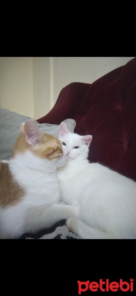 Sarman, Kedi  Çakıl fotoğrafı