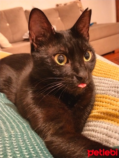 Bombay, Kedi  Juliet fotoğrafı