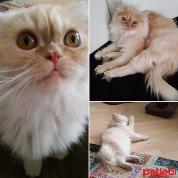 İran Kedisi (Persian), Kedi  Şapşik fotoğrafı