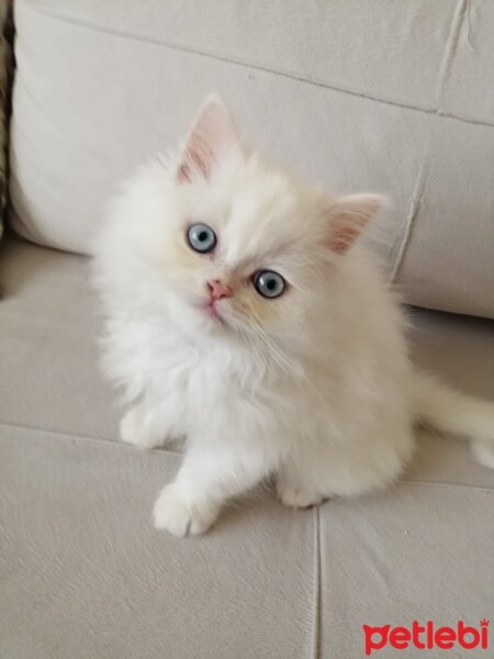 İran Kedisi (Persian), Kedi  Yeni yuvasını arıyoruz? 05466745810 fotoğrafı