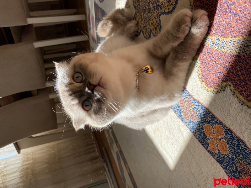 Scottish Fold, Kedi  Pati fotoğrafı