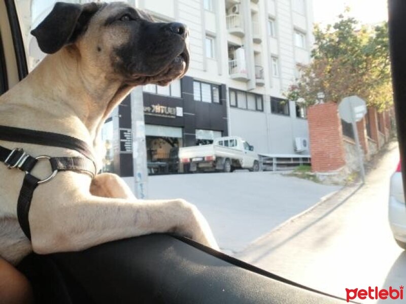 Presa Canario, Köpek  zeyna_hs fotoğrafı