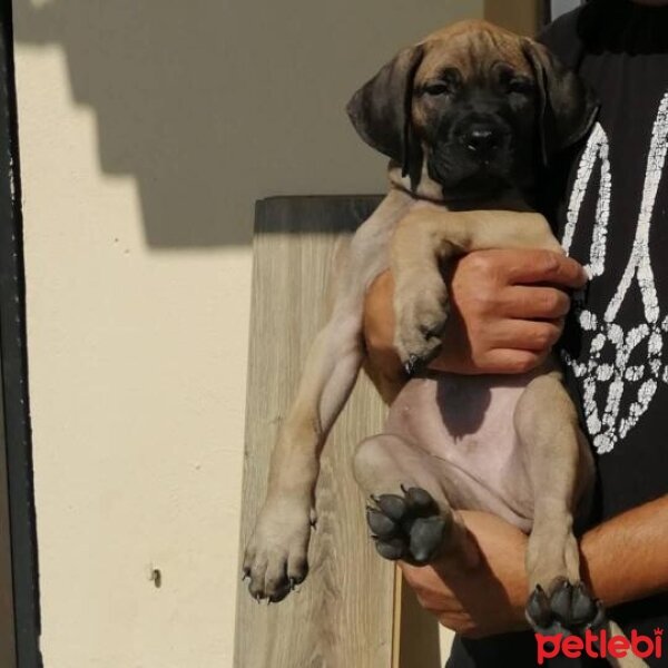 Presa Canario, Köpek  zeyna_hs fotoğrafı