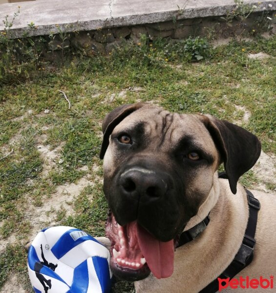 Presa Canario, Köpek  zeyna_hs fotoğrafı