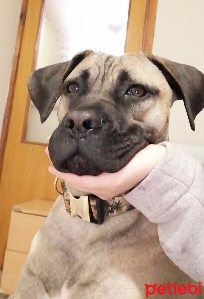 Presa Canario, Köpek  zeyna_hs fotoğrafı