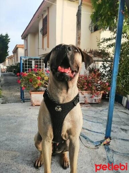 Presa Canario, Köpek  zeyna_hs fotoğrafı