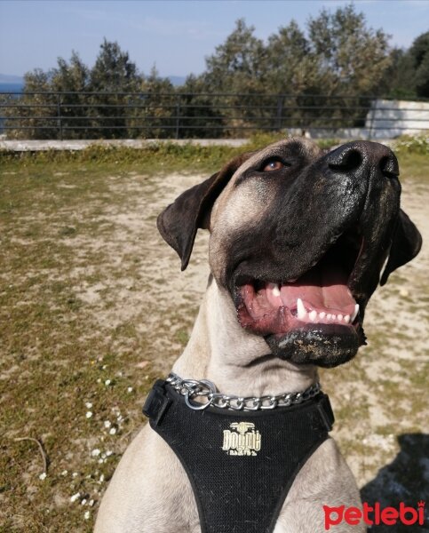 Presa Canario, Köpek  zeyna_hs fotoğrafı