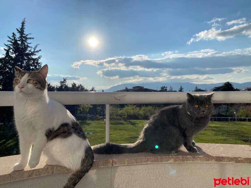 Tekir Kedi, Kedi  Zeytin fotoğrafı