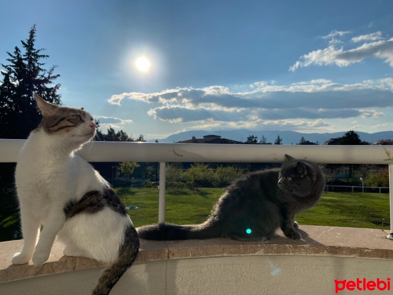 British Shorthair, Kedi  Mars fotoğrafı