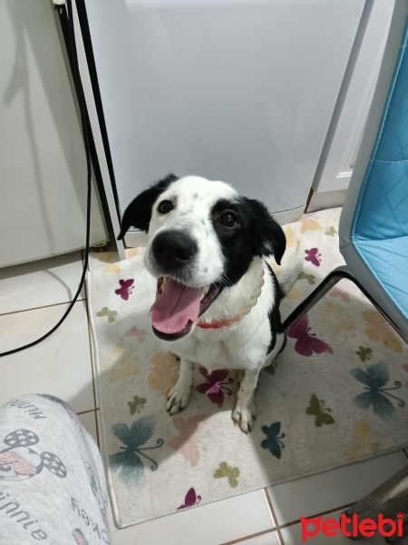 Border Collie, Köpek  Leydi fotoğrafı