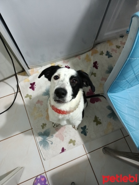 Border Collie, Köpek  Leydi fotoğrafı
