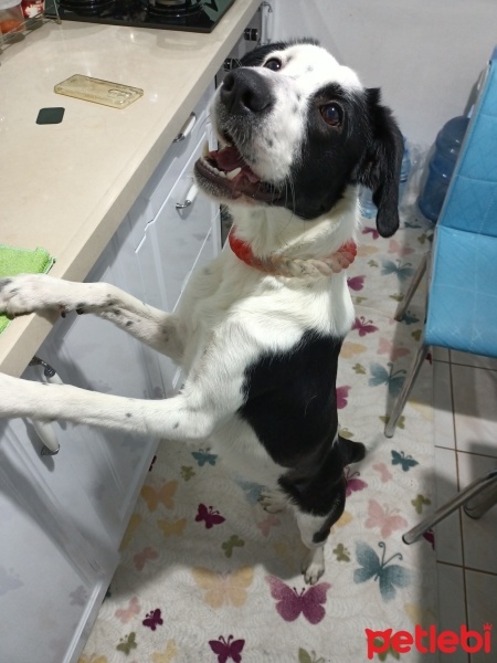 Border Collie, Köpek  Leydi fotoğrafı