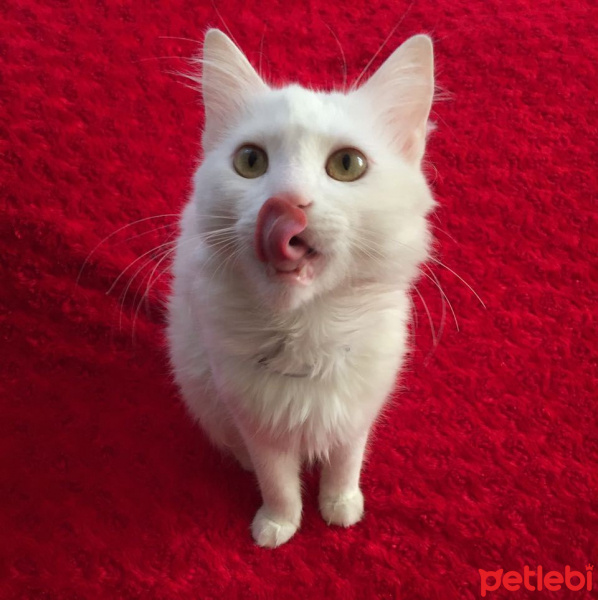 Ankara Kedisi, Kedi  Merlin fotoğrafı