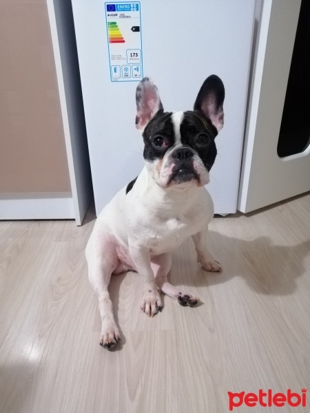 Fransız Bulldog, Köpek  LOUİS fotoğrafı
