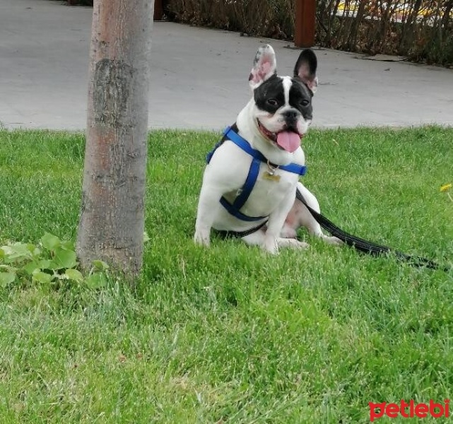 Fransız Bulldog, Köpek  LOUİS fotoğrafı