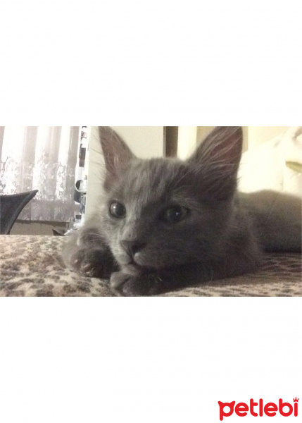 Mavi Rus, Kedi  Puki fotoğrafı