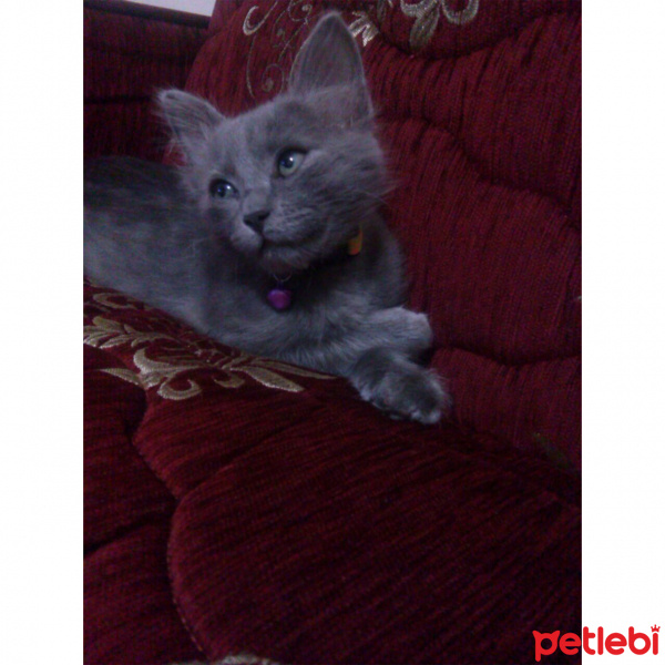 Mavi Rus, Kedi  Puki fotoğrafı