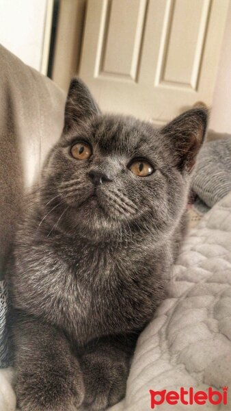 British Shorthair, Kedi  Paşa fotoğrafı