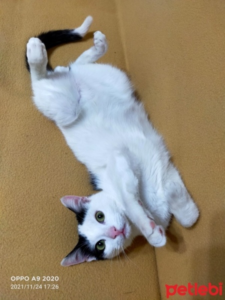 Tekir Kedi, Kedi  Bulut fotoğrafı