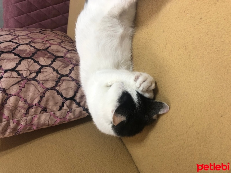 Tekir Kedi, Kedi  Bulut fotoğrafı