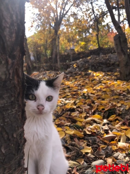 Tekir Kedi, Kedi  Bulut fotoğrafı
