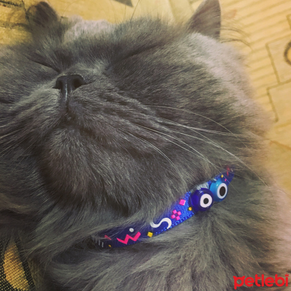British Shorthair, Kedi  Bulut  fotoğrafı