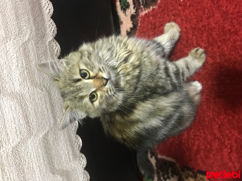 Tekir Kedi, Kedi  Boncuk fotoğrafı