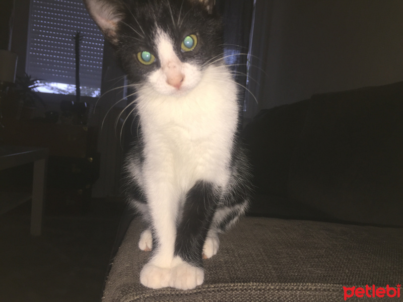 Tekir Kedi, Kedi  Zeytin fotoğrafı