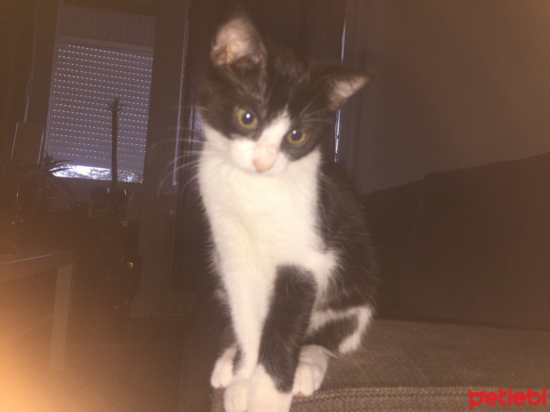 Tekir Kedi, Kedi  Zeytin fotoğrafı