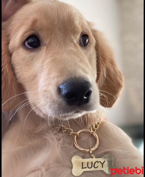 Golden Retriever, Köpek  Lucy fotoğrafı