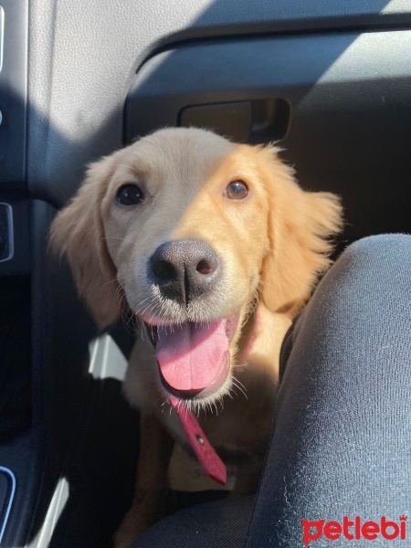Golden Retriever, Köpek  queen fotoğrafı