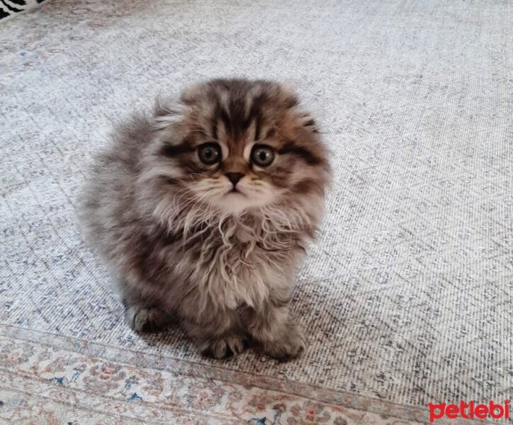 Scottish Fold, Kedi  Spark fotoğrafı