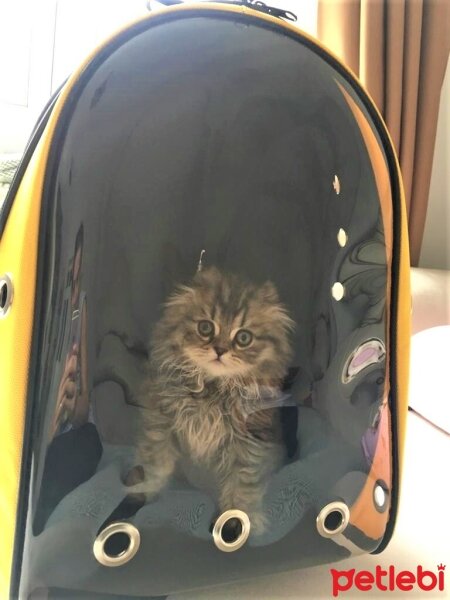 Scottish Fold, Kedi  Spark fotoğrafı