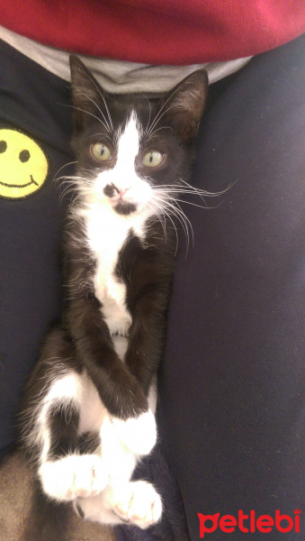 Tuxedo (Smokin) Kedi, Kedi  Minnoş fotoğrafı