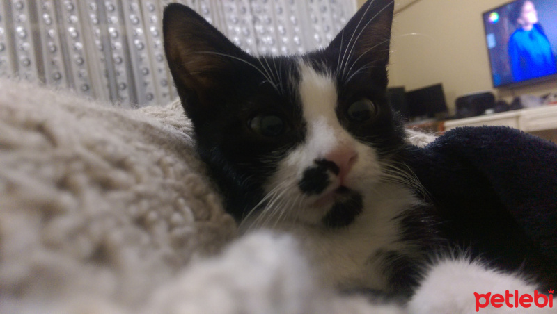 Tuxedo (Smokin) Kedi, Kedi  Minnoş fotoğrafı