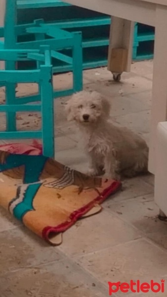 Maltese, Köpek  Cesur fotoğrafı