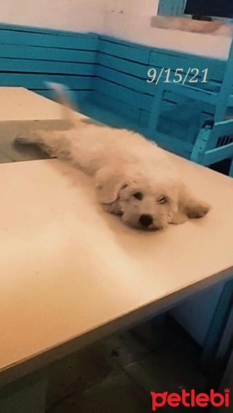 Maltese, Köpek  Cesur fotoğrafı