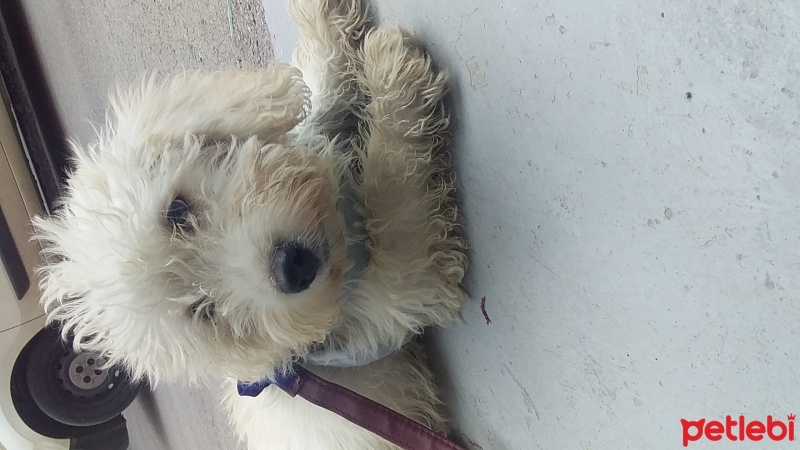 Maltese, Köpek  Cesur fotoğrafı
